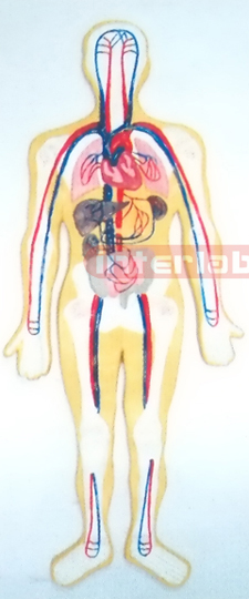 HUMAN BLOOD CIRCULATION SYSTEM, HANGING WOODEN PLATE (A TYPE)